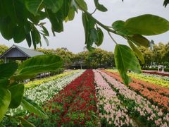 -广东花都香草世界旅游度假区