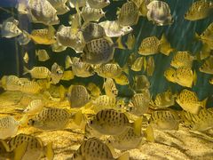 -沙沙哗啦海洋馆(华宇百花谷店)