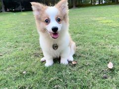 -翊宠yipet猫狗购宠庄园犬舍•猫舍