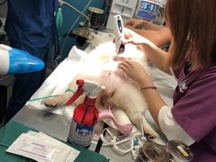 -爱诺耐芙动物医院(万博店)