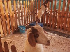 -海合安武汉极地海洋公园