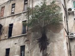 -建国蚵煎蚵面