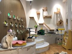 -COLOR PETS 撸猫馆·购猫·猫咖(长风大悦城店)