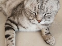 -平行世界·猫咖(首经贸店)