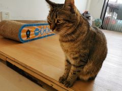 -猫在这儿猫咪咖啡馆·撸猫馆