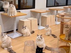 -有喵·猫咖·狗咖·30几只猫10只小狗(岗厦店)