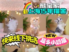 -麒麟缅因猫舍·十五年缅因猫选购中心