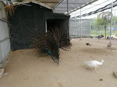 -米果果小镇