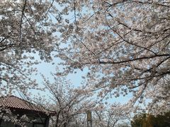 -高东镇樱花园