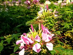 -艾溪湖湿地公园