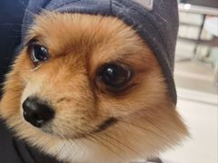 -怪兽屋·羊驼·猫咖·狗咖(俊华广场店)