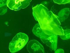 -上海海洋水族馆