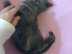 -三花喵·撸猫购宠·宠物生活馆(虹桥南丰城店)