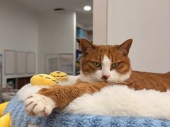 -四月宠物医院·猫专科·心脏专科·内科(转塘店)