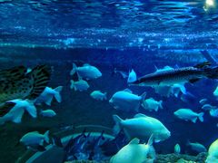 -成都浩海立方海洋公园