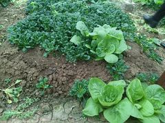 -上膳源有机农场