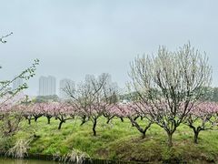 -南汇桃花村