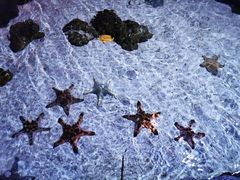 -暹罗海洋世界