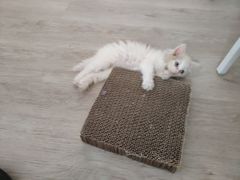 -美联众合宠物医院·爱萌分院·内外科·猫科中心