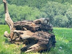 -北京野生动物园