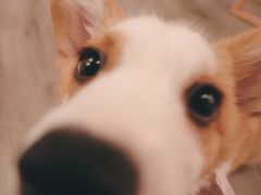 -浣熊柯尔鸭土拨鼠·电玩咖