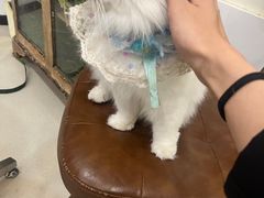-共舞时光猫咖·狗咖(新街口店)