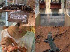 -帕帕拉兹宠物(亚洲旗舰店)