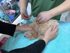 -宠颐生汉谟拉比宠物医院