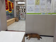 -瑞鹏宠物医院·超声·骨科·奇麟分院(蜀都万达店)