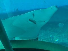 -富国岛珍珠游乐园