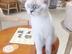 -藏猫猫咖啡主题馆(中央大道店)