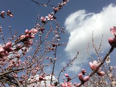 -香山公园