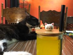 -猫色咖啡·猫咖