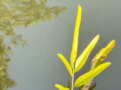 -华侨城湿地公园