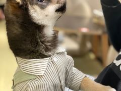 -逗柴咖啡屋·狗咖猫咖宠物桌游