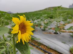 -光明小镇欢乐田园
