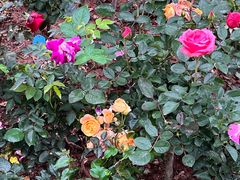 -人民公园(罗湖区)