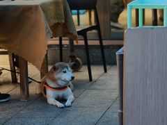 -濠轩阁特色生蚝火锅总店