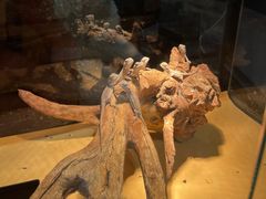 -酷以爬仙阁实体爬宠店·守宫·蜥蜴·专业繁育