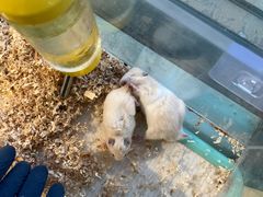 -怪兽屋·羊驼·猫咖·狗咖(俊华广场店)