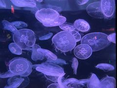 -欢乐海岸海洋奇梦馆