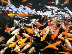 -南宫五洲植物乐园