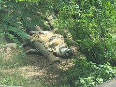 -大连森林动物园