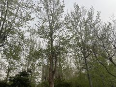 -燕郊植物园
