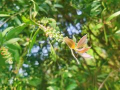 -桤木河湿地公园