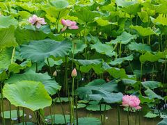 -金鸡湖桃花岛