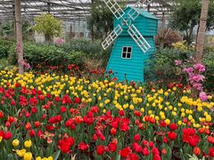 -南宫五洲植物乐园