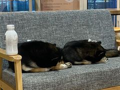 -南京Hallo宠物乐园·哈罗犬舍·柴犬繁育基地
