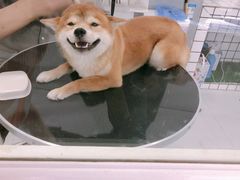 -BABYDOG宝贝狗宠物乐园(欧洲城店)