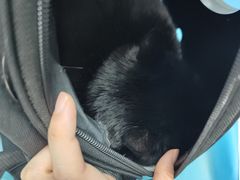 -纳吉亚猫专科动物诊疗中心(蒋宅口分院)